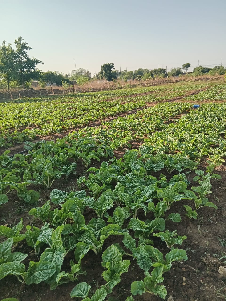 Freshly picked spinach bundles